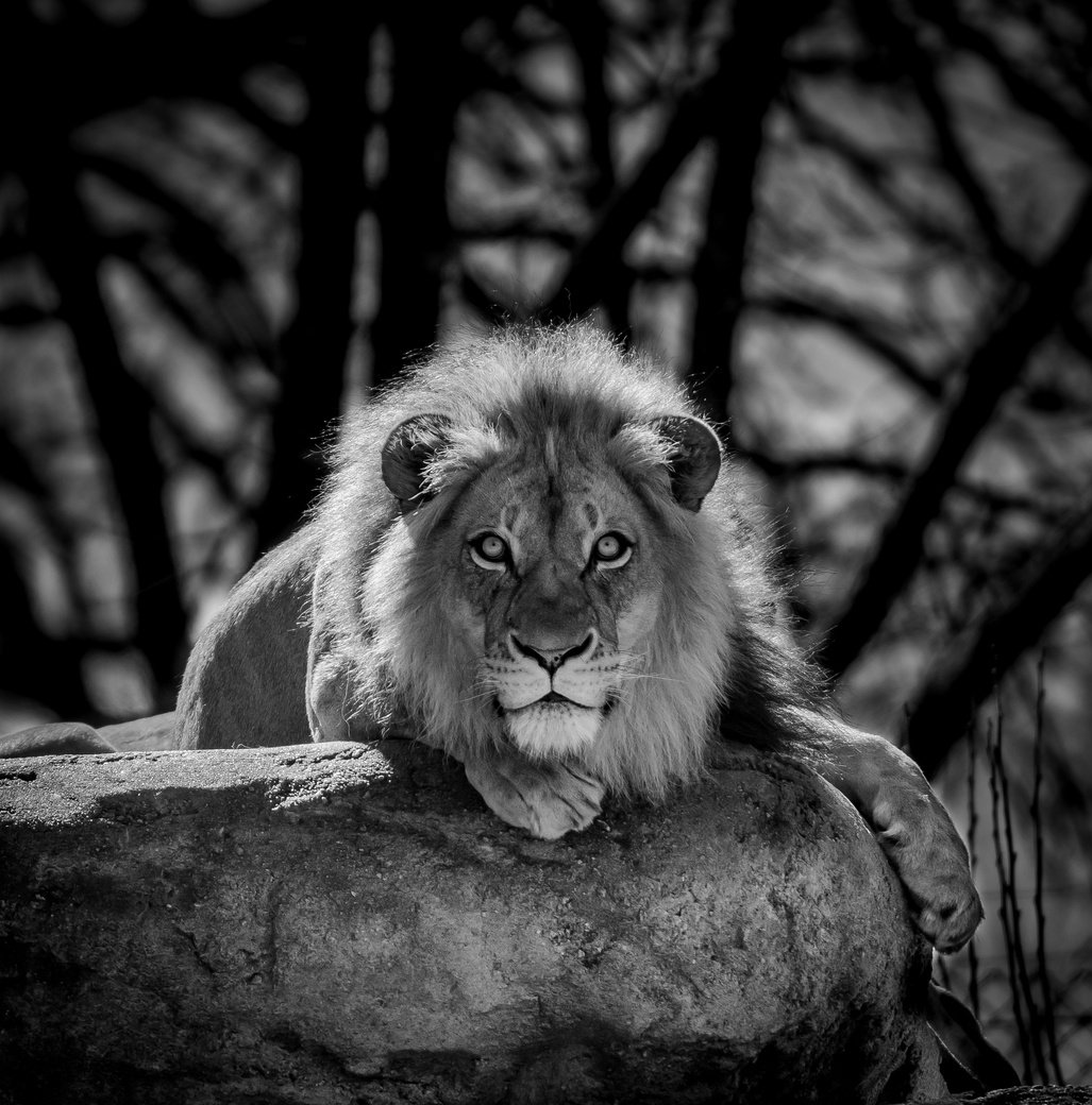 Black and White Portrait of a Lion